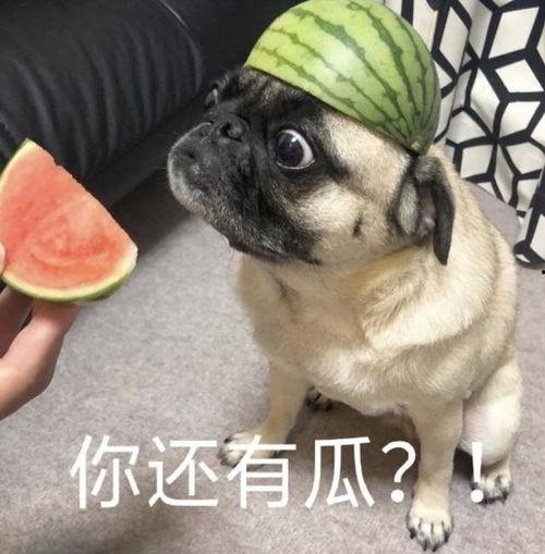 一起吃瓜表情包,揭秘网络社交中的趣味与讽刺