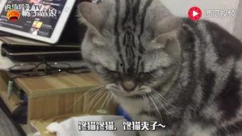 娱乐吃瓜猫嘎嘎